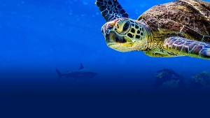 Cuộc Phiêu Lưu Của Rùa - Turtle Odyssey