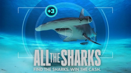 Đi tìm cá mập All the Sharks