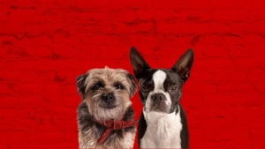 Đời Quá Chó (Những Chú Chó Bụi Đời) Strays